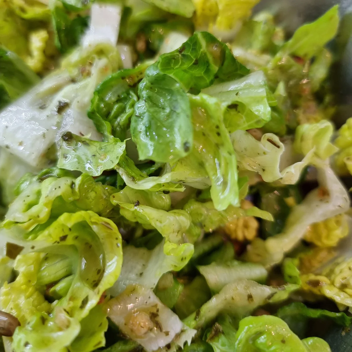 Romana-Salat Romana-Salat